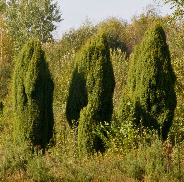 Pelar-en, krukplanta